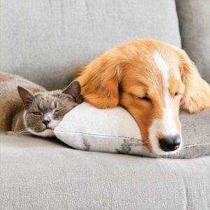 Power of Pets