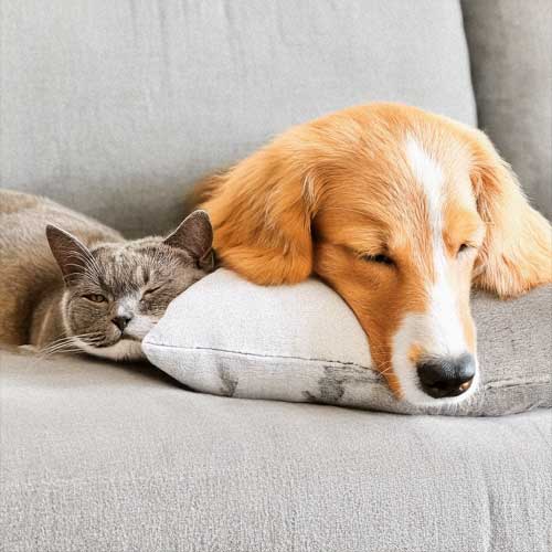 Power of Pets